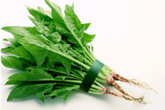 涼拌菠菜的做法是什么？菠菜的食用方法有什么？[圖]