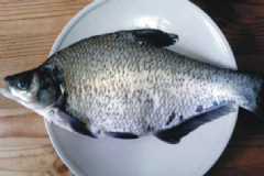 鳊魚的功效與作用有什么？鳊魚的食用方法有什么？[圖]