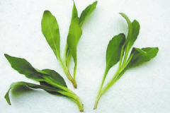 馬蘭頭的食用方法有哪些？馬蘭頭有什么功效與作用？[圖]