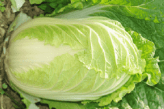 白菜的功效與作用有什么？白菜的食用方法有什么？[圖]