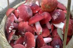 五花肉燉紅菇的做法？五花肉燉紅菇怎么做？[圖]