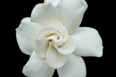 梔子花炒小竹筍的做法？梔子花炒小竹筍怎么做？[圖]