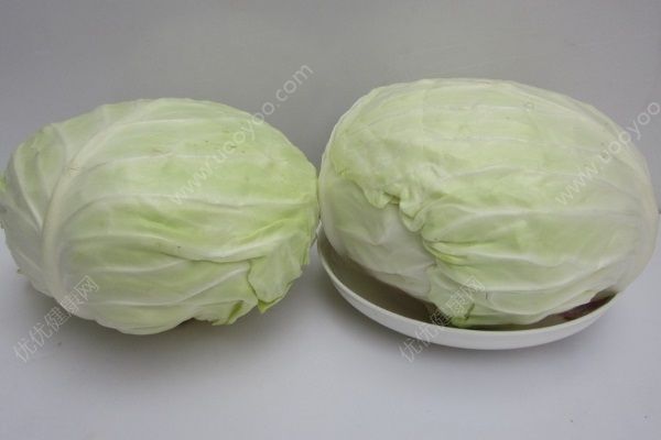吃包菜會胖嗎？吃包菜能減肥嗎？(2)