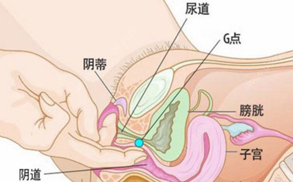 女孩內(nèi)生殖器長(zhǎng)什么樣？女生內(nèi)生殖器是怎么樣的？(1)