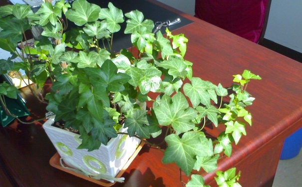 新房子放什么植物好？新房子裝修后放什么植物？(1)
