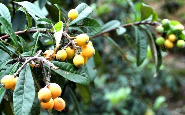 枇杷葉煮水有什么作用？枇杷葉煮水適應(yīng)人群(1)