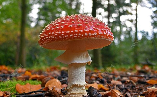 怎么樣預(yù)防食物中毒？預(yù)防不同食物中毒的方法有什么不同？(1)