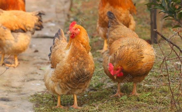 H7N9病毒變異，預(yù)防H7N9要注意什么？(1)