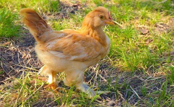 H7N9病毒變異，預(yù)防H7N9要注意什么？(2)