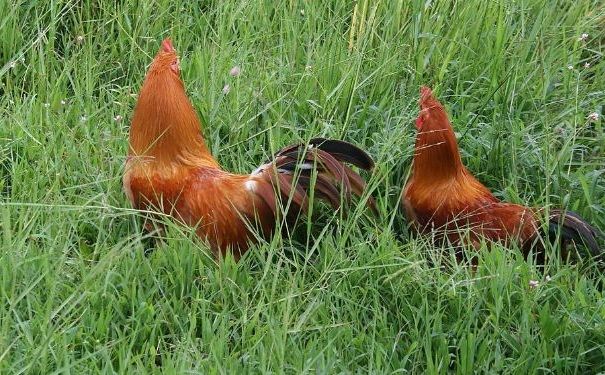 H7N9病毒變異，預(yù)防H7N9要注意什么？(4)