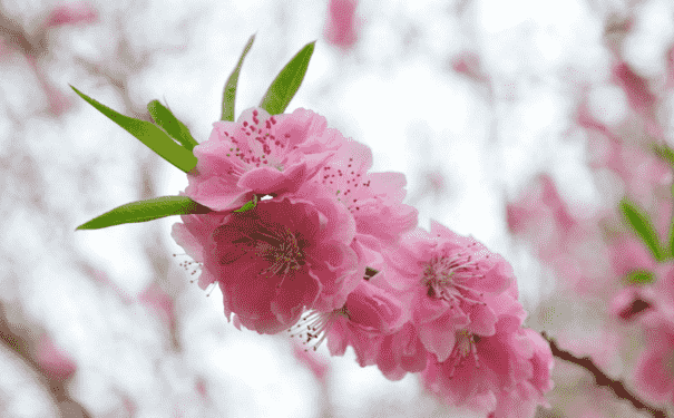 桃花的營養(yǎng)價(jià)值有什么？桃花有什么功效與作用？(1)