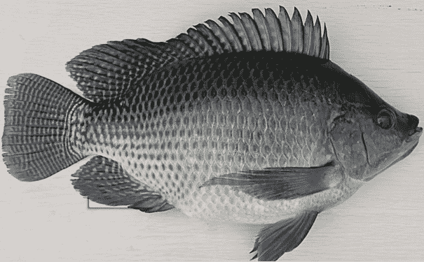 羅非魚都有哪些營養(yǎng)價值？羅非魚有哪些食用竅門？(1)