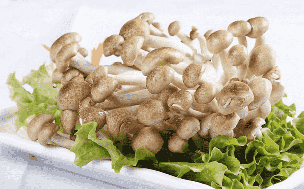 蟹味菇的藥用功效有什么？冬瓜蟹味菇雞湯(1)