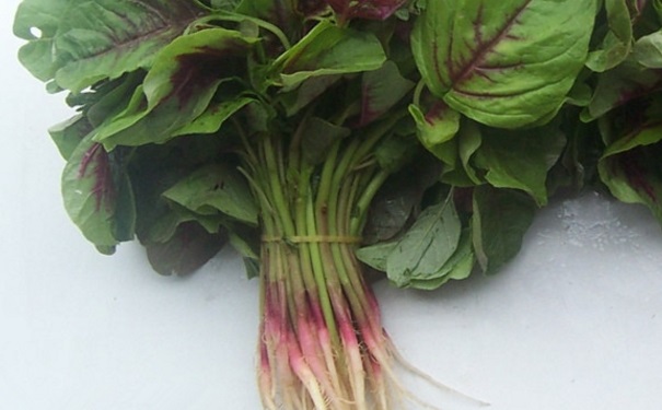 莧菜根能不能吃？莧菜根的作用有哪些？(1)