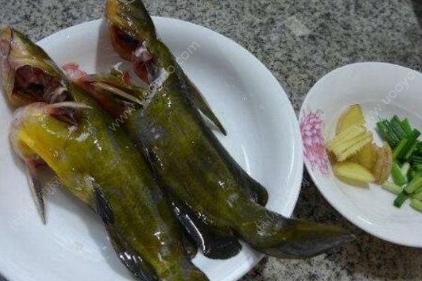 黃刺魚的營養(yǎng)價(jià)值有哪些？黃刺魚有哪些功效與作用？(1)