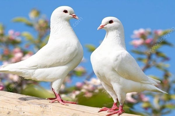 養(yǎng)鴿子患上怪病，新型隱球菌性腦膜炎死亡率高(2)