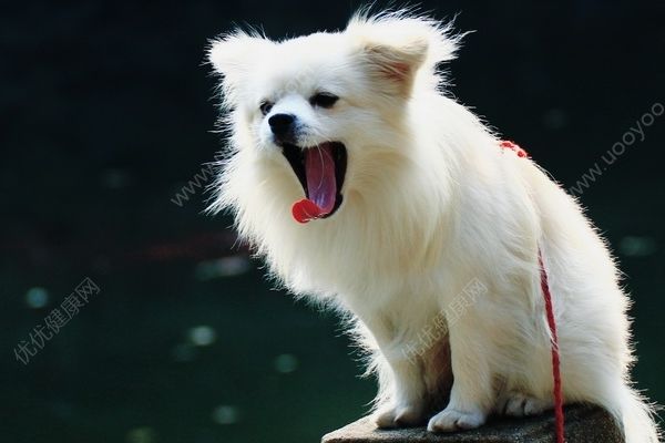 救寵物狗反被咬傷，男子確診狂犬病三天后去世(3)