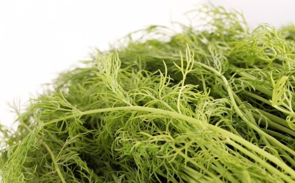 茴香孕婦能吃嗎？茴香孕婦可以吃嗎？(1)