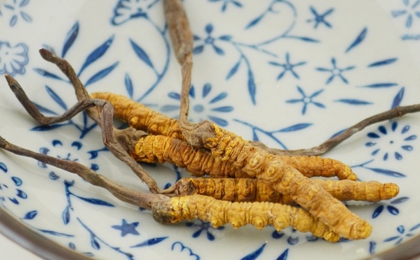 冬蟲夏草怎么吃補腎？冬蟲夏草補腎的做法？(1)