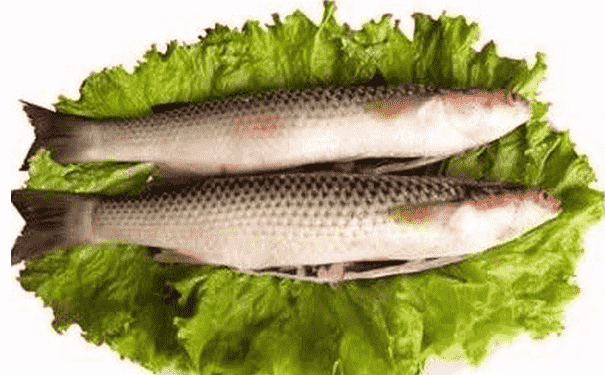 梭魚(yú)的功效與作用有什么？梭魚(yú)的營(yíng)養(yǎng)價(jià)值有什么？(1)