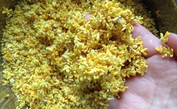 桂花的藥用價(jià)值什么？桂花有哪些食療方法？(1)