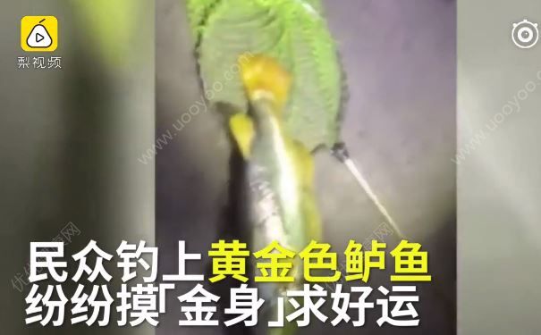 釣到黃金鱸魚，有人出高價也不賣，最后放生了(1)