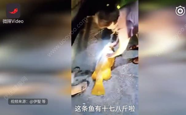 釣到黃金鱸魚，有人出高價也不賣，最后放生了(2)