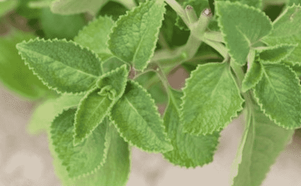 排草香的功效與作用有什么？排草香的做法有什么？(1)