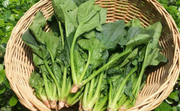 哪些蔬菜能排毒降火？吃什么低卡路蔬菜能降火排毒？(3)