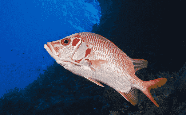 魚吃哪些部位最有營(yíng)養(yǎng)？吃魚要注意的事項(xiàng)是什么？(1)