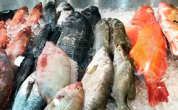 盡量別吃1.5公斤以上的深海魚，小心雪卡毒素(3)