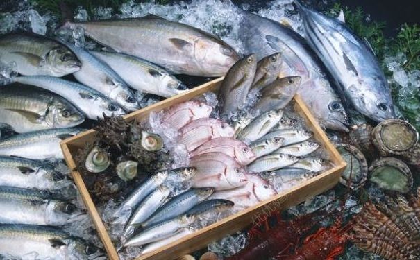 盡量別吃1.5公斤以上的深海魚，小心雪卡毒素(4)