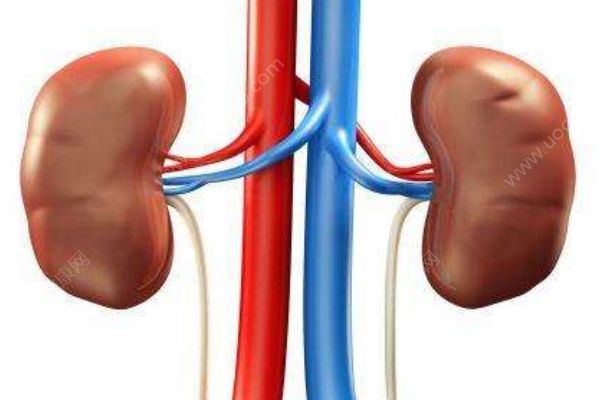 保護(hù)腎臟都有哪些方法？怎樣保持腎臟的健康？(2)