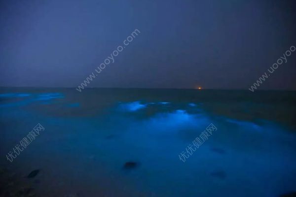 潿洲島再現(xiàn)熒光海灘！會(huì)發(fā)光的到底是什么？(1)