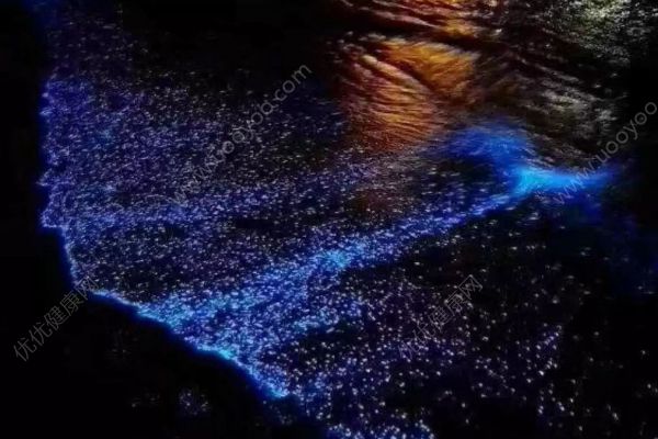 潿洲島再現(xiàn)熒光海灘！會(huì)發(fā)光的到底是什么？(4)