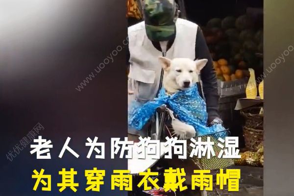 雨中給狗狗穿衣戴帽子！狗狗到底需不需要穿衣服？(1)
