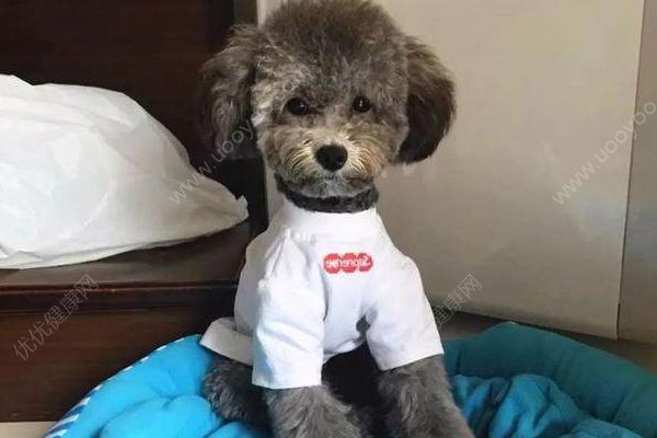 雨中給狗狗穿衣戴帽子！狗狗到底需不需要穿衣服？(2)