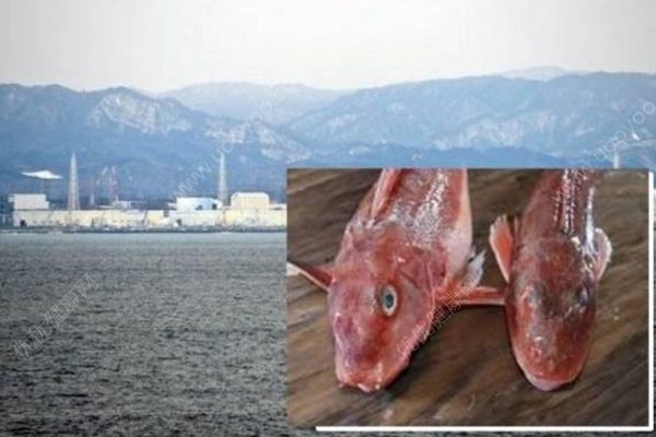 日本現(xiàn)超標(biāo)輻射魚(yú)，過(guò)度接觸輻射有何危害？(1)