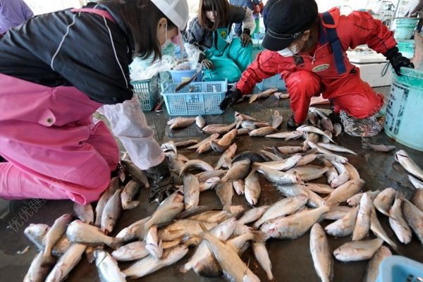 日本現(xiàn)超標(biāo)輻射魚(yú)，過(guò)度接觸輻射有何危害？(2)