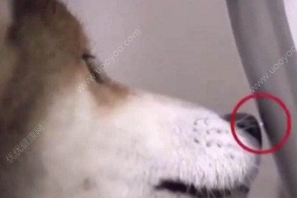 柴犬沉迷于被電，靜電對人體有哪些影響？(2)