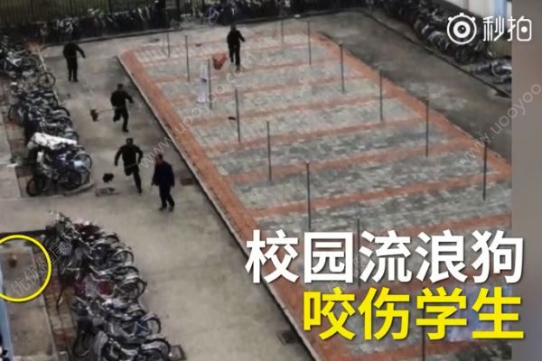 流浪狗咬傷11名大學(xué)生，該怎樣對(duì)待流浪狗？(1)