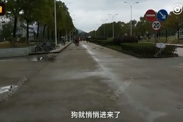 流浪狗咬傷11名大學(xué)生，該怎樣對(duì)待流浪狗？(3)
