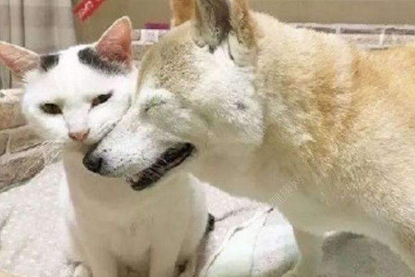 18歲老年癡呆柴犬離世，“親愛(ài)的貓，謝謝你用生命愛(ài)過(guò)我”(2)
