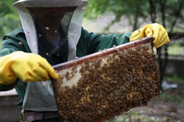 高速收費站被蜜蜂“霸占”，被蜜蜂蟄了怎么辦？(2)