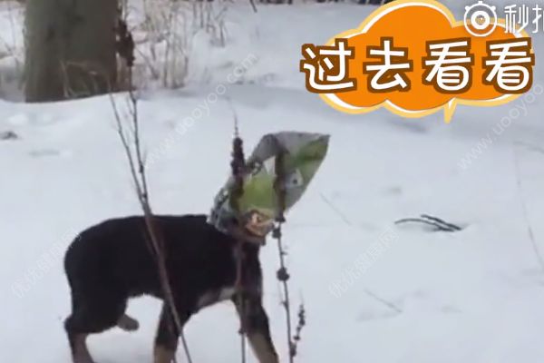 小狗頭部被困薯片袋，春天家里養(yǎng)狗如何保證衛(wèi)生？(2)