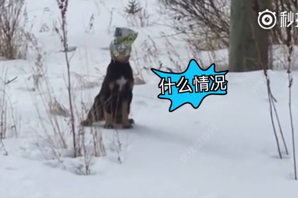 小狗頭部被困薯片袋，春天家里養(yǎng)狗如何保證衛(wèi)生？(1)
