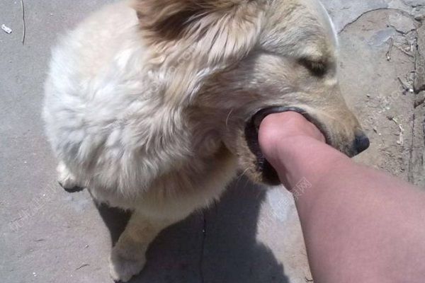 惡犬發(fā)瘋亂竄咬傷十幾位村民，被狗咬傷要做哪些處理？(1)