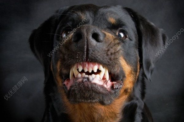 惡犬發(fā)瘋亂竄咬傷十幾位村民，被狗咬傷要做哪些處理？(2)