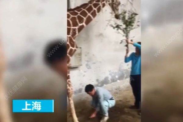 長頸鹿享受指甲修護(hù)！旁邊還有
