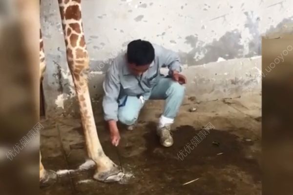 長頸鹿享受指甲修護(hù)！旁邊還有